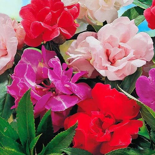 Balsamine Rose Seeds - Flower Plant