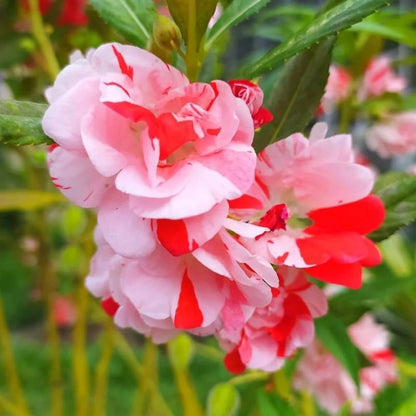 Balsamine Rose Seeds - Flower Plant