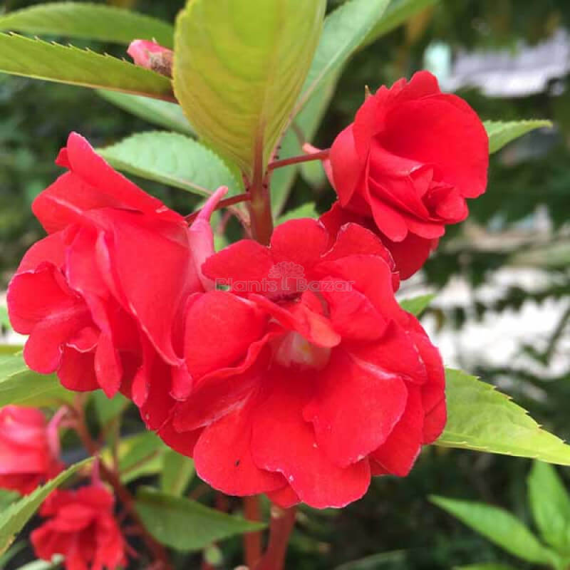 Balsamine Rose Seeds - Flower Plant