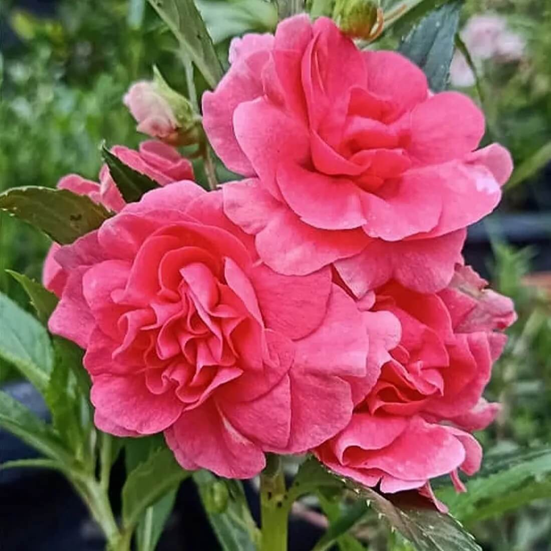 Balsamine Rose Seeds - Flower Plant