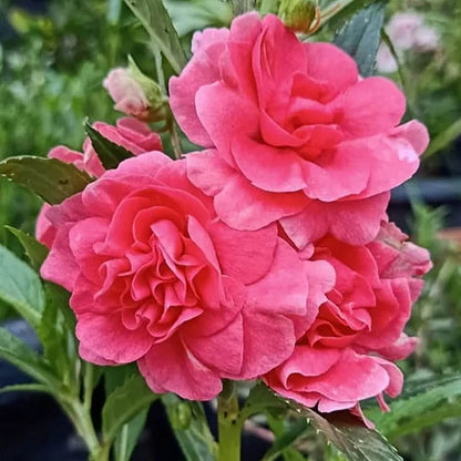 Balsamine Rose Seeds - Flower Plant