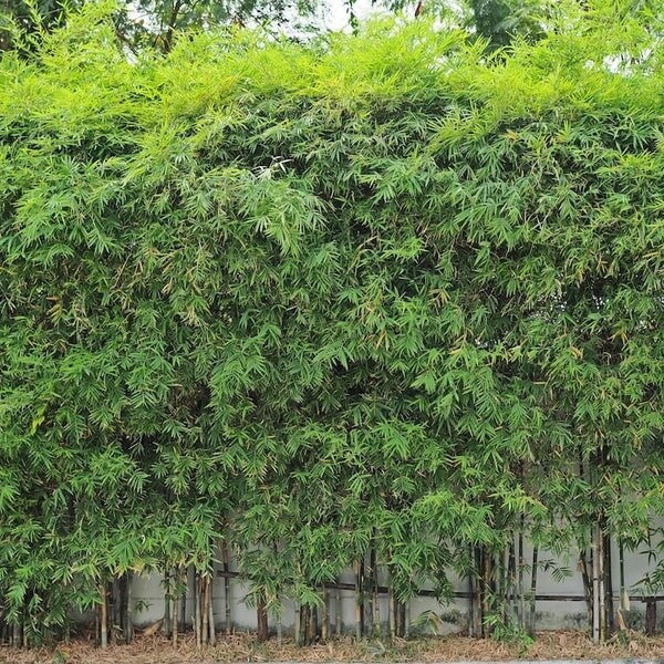 Bamboo Privacy Screen seeds - Flower Plant