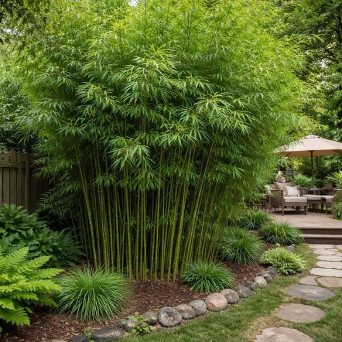 Bamboo Privacy Screen seeds - Flower Plant