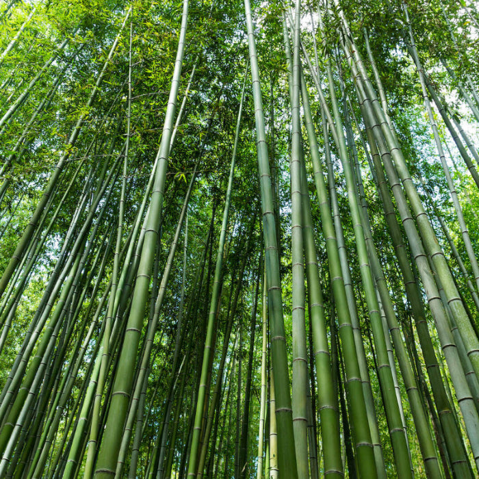 Bamboo Seeds