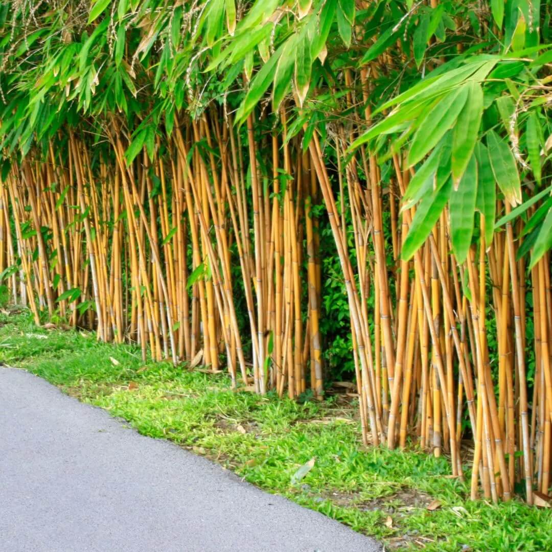 Bamboo Seeds