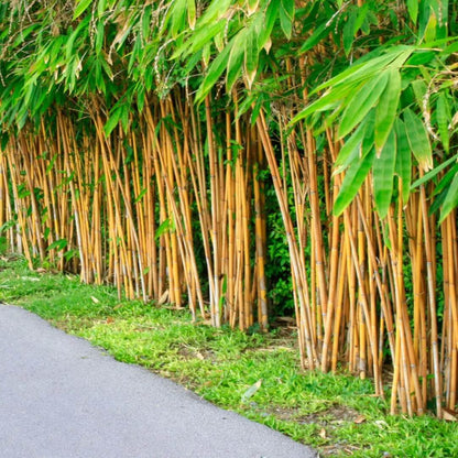 Bamboo Seeds