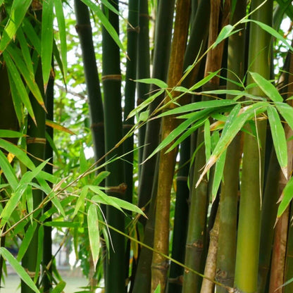 Bamboo Seeds