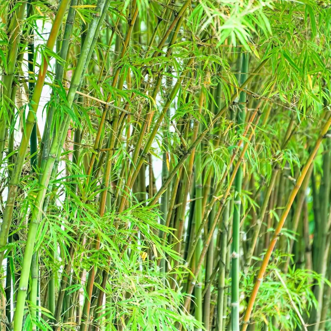 Bamboo Seeds 