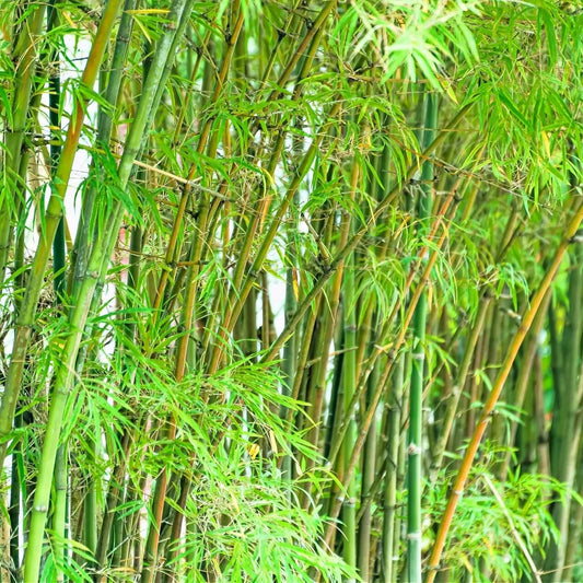 Bamboo Seeds 