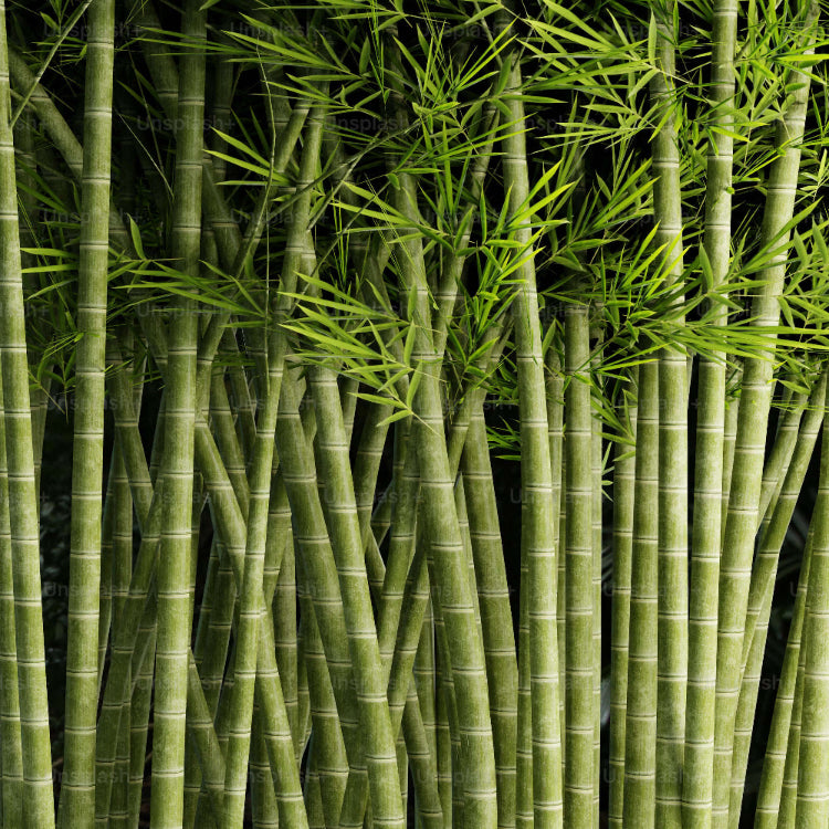 Bamboo Seeds 