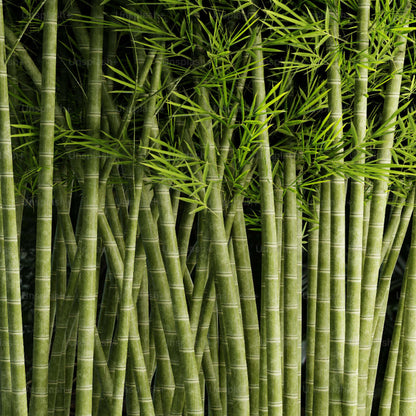Bamboo Seeds 