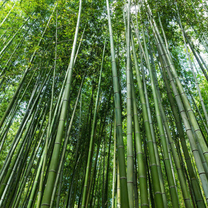 Bamboo Seeds 