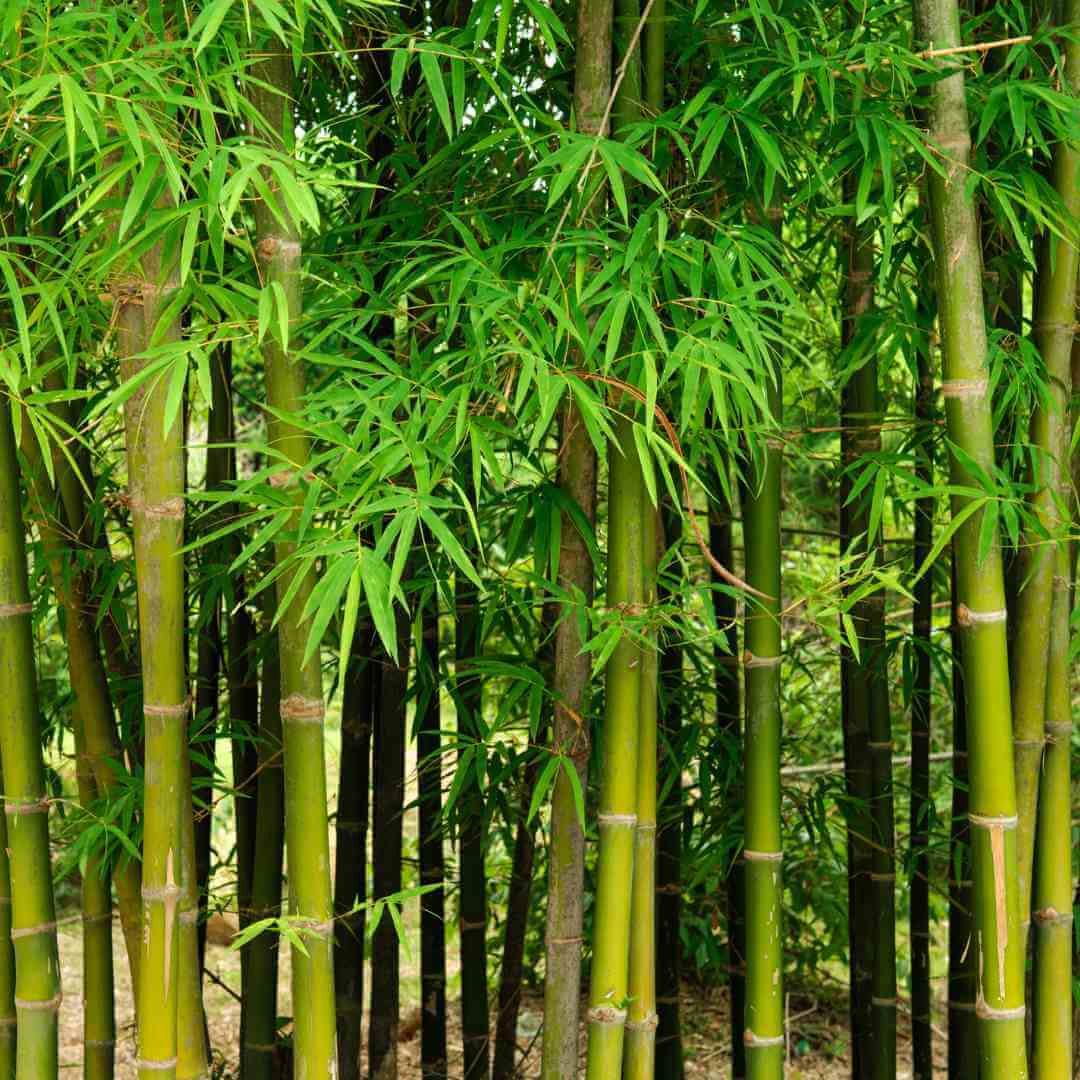 Bamboo Seeds 