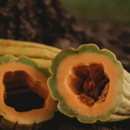 Banana Melon Seeds - Heirloom Fruit Plant for Home Gardens