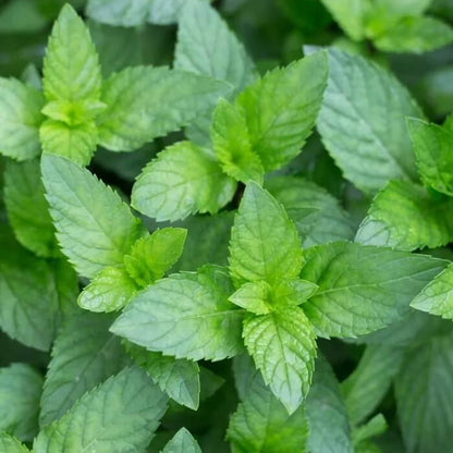 Banana Mint Seeds - Herbal Plant