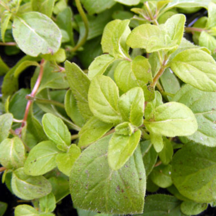 Banana Mint Seeds - Herbal Plant