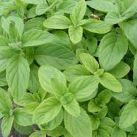 Banana Mint Seeds - Herbal Plant