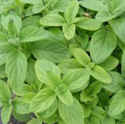 Banana Mint Seeds - Herbal Plant