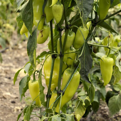 Banana Pepper Seeds - Vegetable Plant