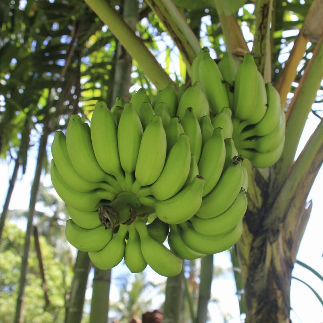 Banana Seeds
