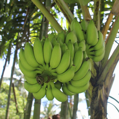 Banana Seeds