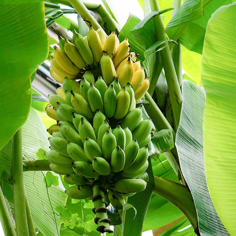 Banana Seeds