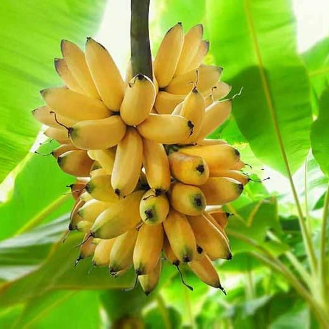 Banana Seeds