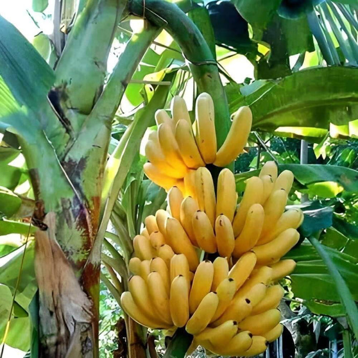 Banana Seeds - Fruit Plant