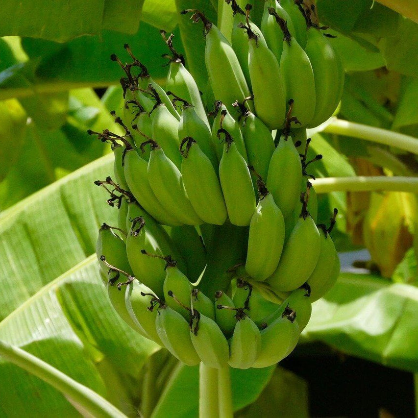 Banana Seeds