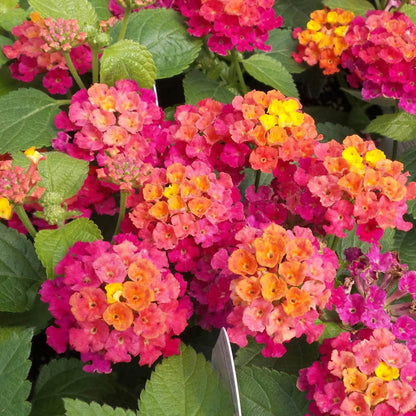 Bandana Cherry Lantana Seeds - Heirloom Flower Plant for Home Gardens