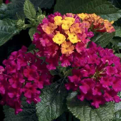Bandana Cherry Lantana Seeds - Heirloom Flower Plant for Home Gardens
