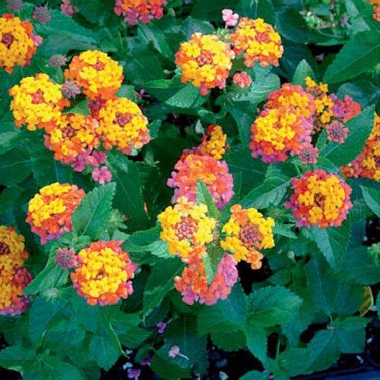 Bandana Cherry Lantana Seeds - Heirloom Flower Plant for Home Gardens