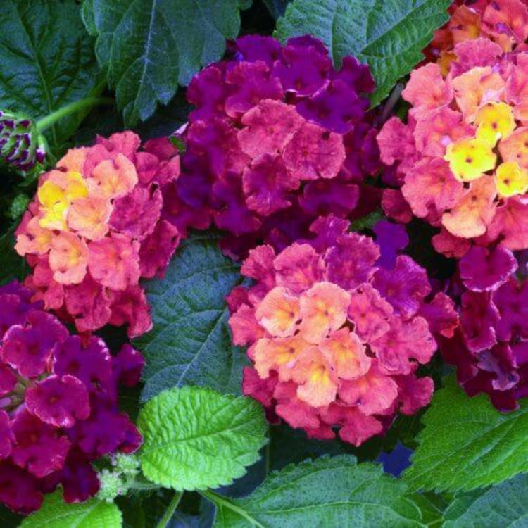 Bandana Cherry Lantana Seeds - Heirloom Flower Plant for Home Gardens
