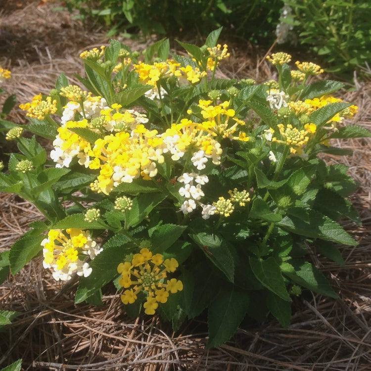 Bandana Lemon Zest Lantana Seeds - Ornamental Plant Seeds For Home Gardens