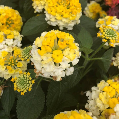 Bandana Lemon Zest Lantana Seeds - Ornamental Plant Seeds For Home Gardens