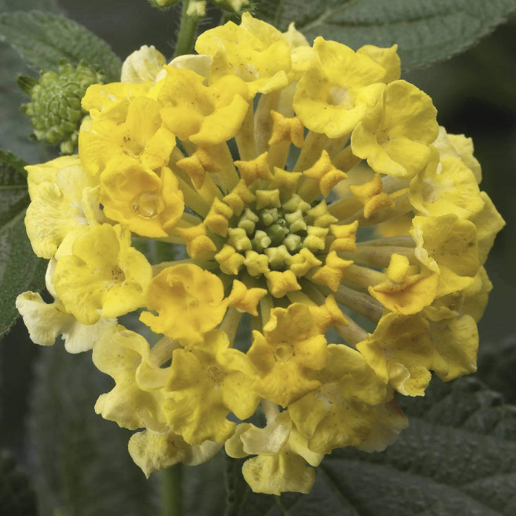 Bandana Lemon Zest Lantana Seeds - Ornamental Plant Seeds For Home Gardens