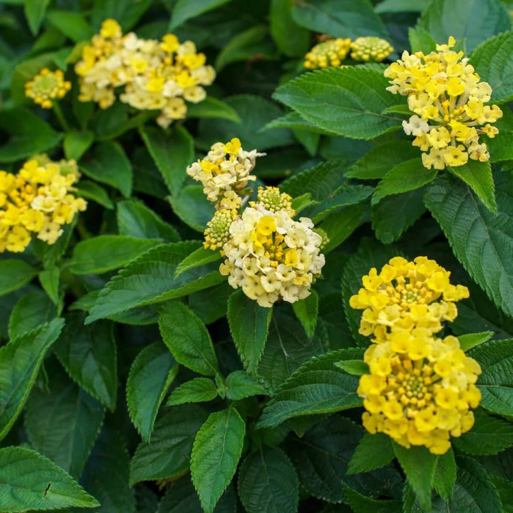 Bandana Lemon Zest Lantana Seeds - Ornamental Plant Seeds For Home Gardens