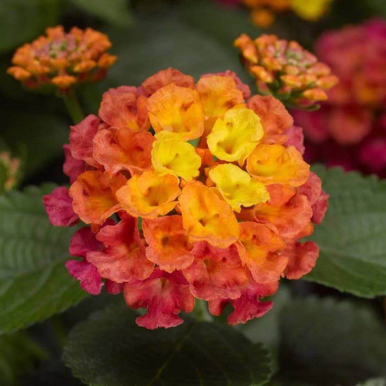 Bandana Rose Lantana Seeds - Heirloom Flower Plant for Home Gardens