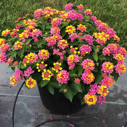Bandana Rose Lantana Seeds - Heirloom Flower Plant for Home Gardens