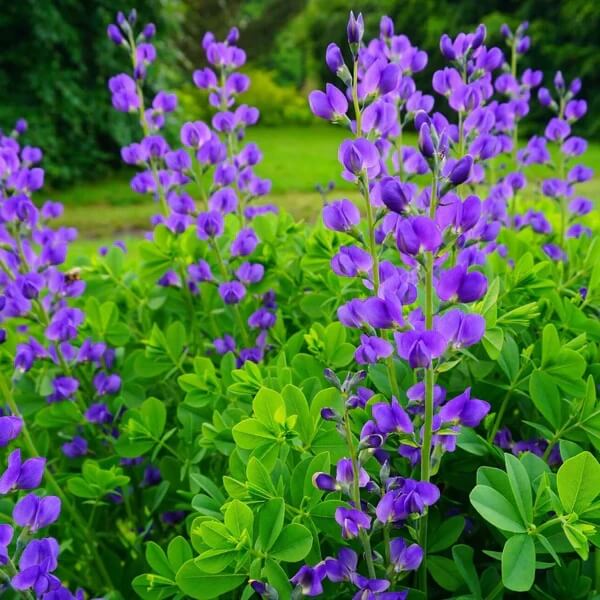 Baptisia Australis Seeds