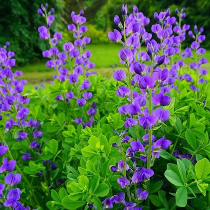 Baptisia Australis Seeds