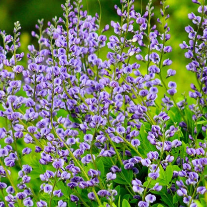Baptisia Australis Seeds