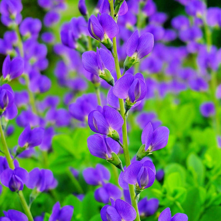 Baptisia Seeds - Heirloom Flower Plant for Home Gardens
