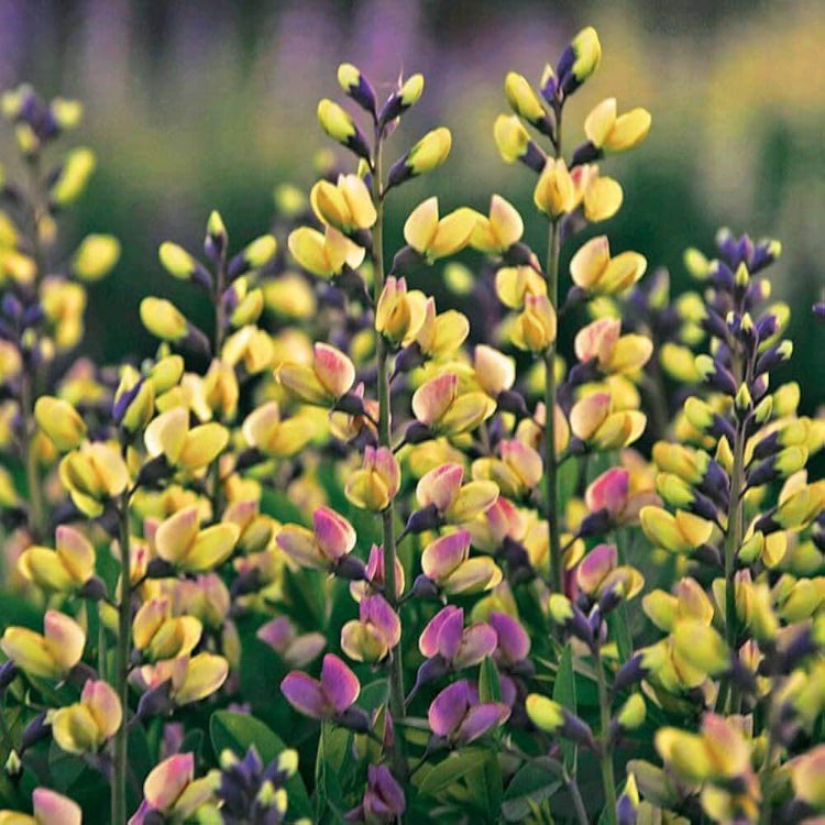 Baptisia Seeds - Heirloom Flower Plant for Home Gardens