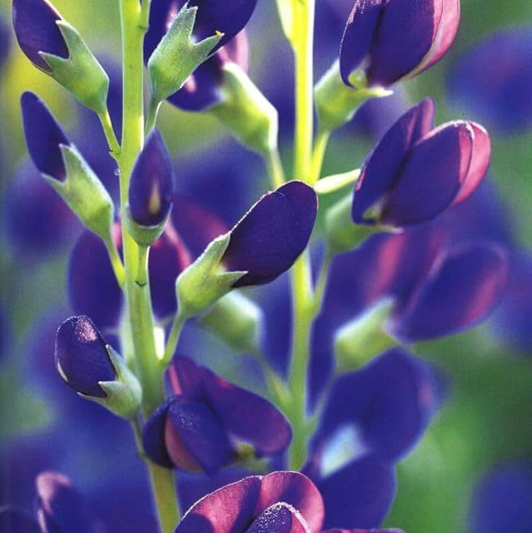 Baptisia Seeds - Heirloom Flower Plant for Home Gardens