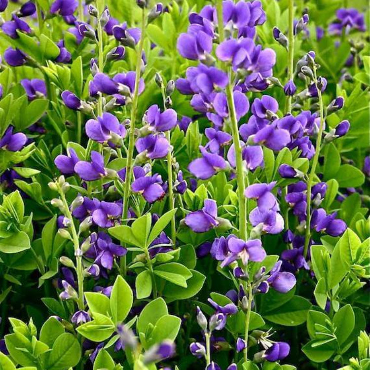 Baptisia Seeds - Heirloom Flower Plant for Home Gardens