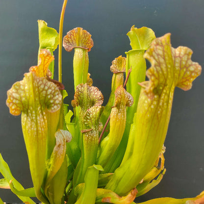 Barba Green Pitcher Plant Seeds 