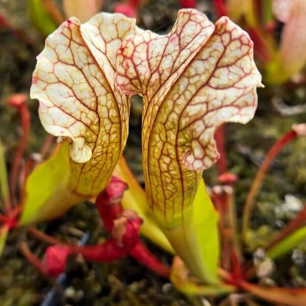Barba Green Pitcher Plant Seeds 