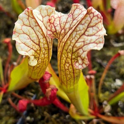 Barba Green Pitcher Plant Seeds 
