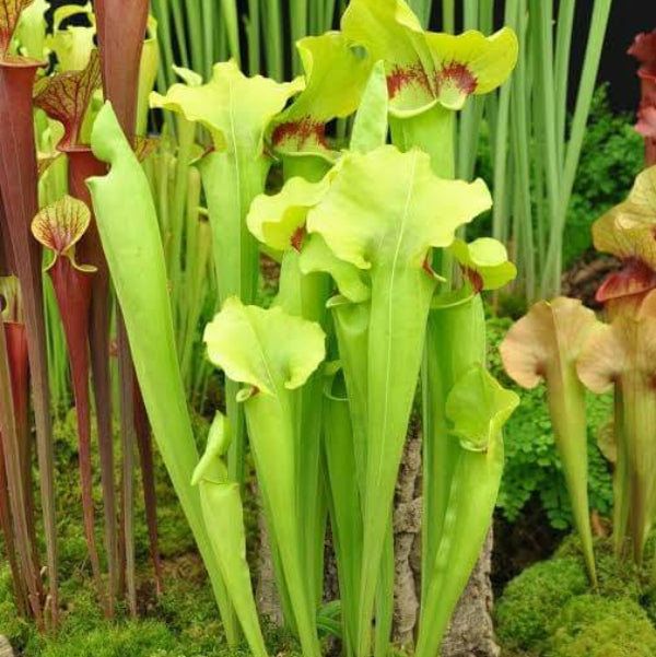Barba Green Pitcher Plant Seeds 